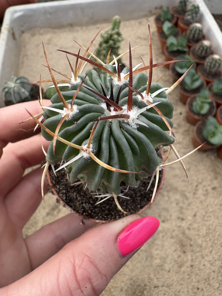 Stenocactus pentacanthus