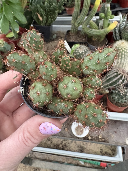 Tephrocactus globosus