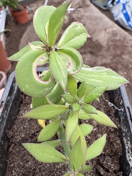 Pereskiopsis spathulata 'Variegata'