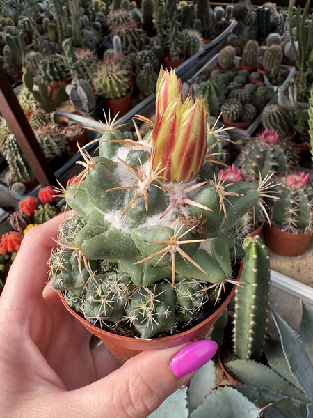 Coryphantha elephantidens