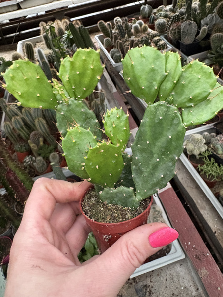 Brasiliopuntia brasiliensis