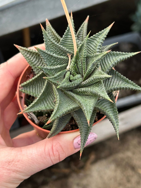 Haworthia limifolia