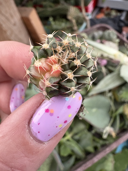 Gymnocalycium mihanovichii SPECJALNY KOLOR