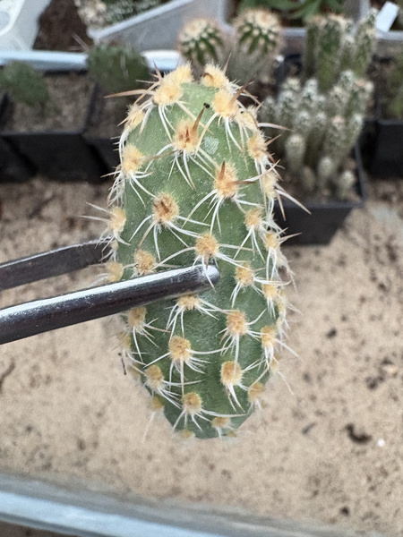 Cumulopuntia sphaerica