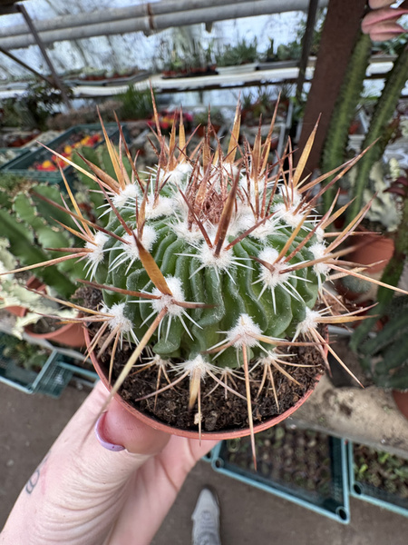 Stenocactus obvallatus