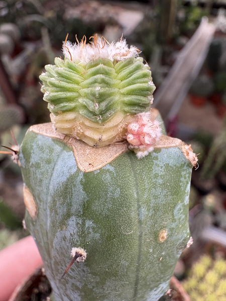 Aztekium valdezii 'Variegata'