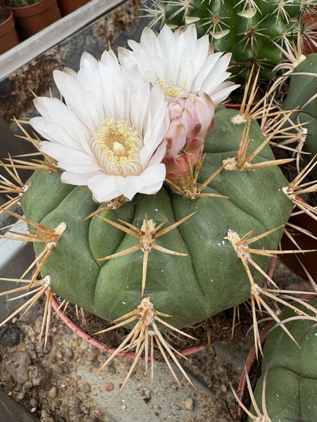 Gymnocalycium eurypleurum