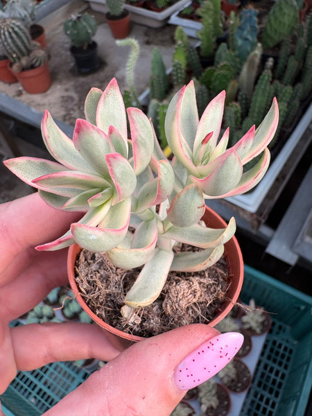 Crassula rubricaulis 'Candy Cane