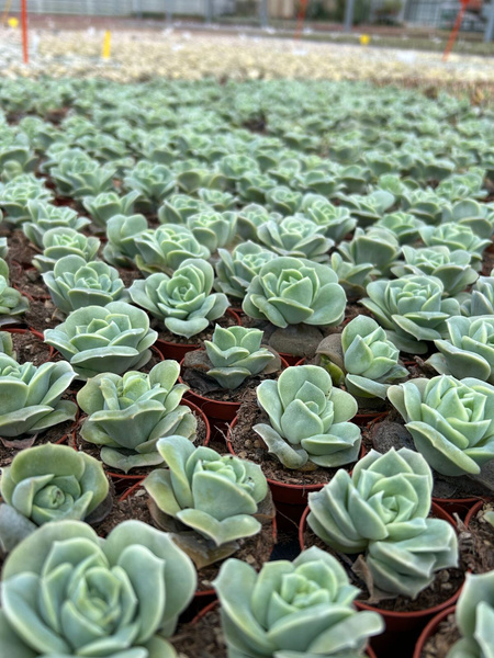 Graptoveria 'Lovely Rose'