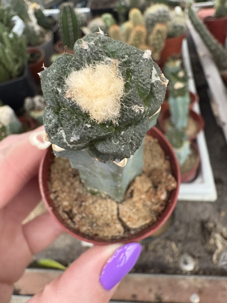 Ariocarpus fissuratus v.lloydii