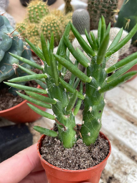 Austrocylindropuntia subulata