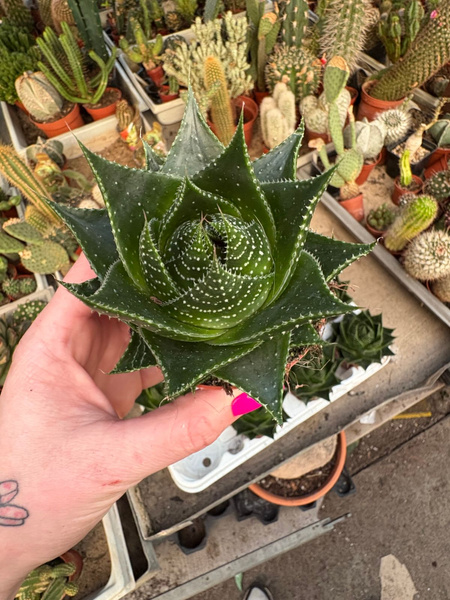 Aloes Cosmo (Aloe Aristata Green Pearl)