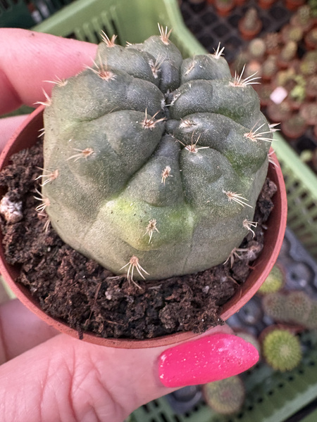 Gymnocalycium baldianum 'Monstruosa Variegata'