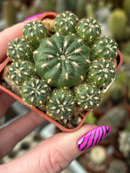 Matucana polzii