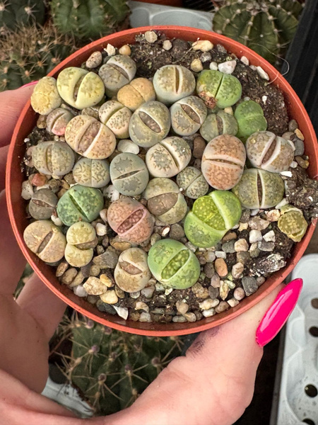 Lithops mix GRUPA siewek I