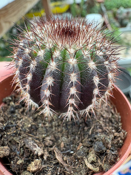 Uebelmannia pectinifera