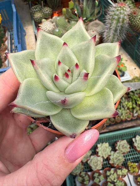 Echeveria agavoides 'Sirius'