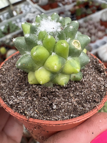 Mammillaria spinosissima 'Jan Suba Variegata'