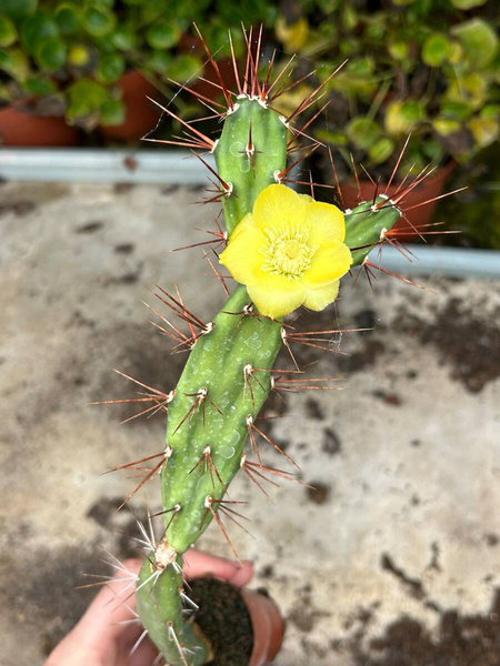 Opuntia anacantha