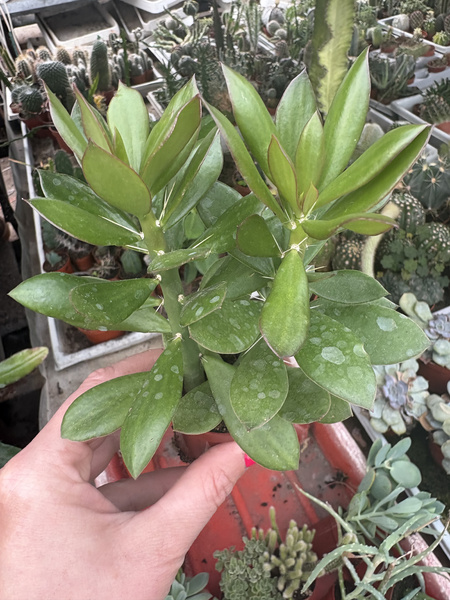 Pereskiopsis porteri