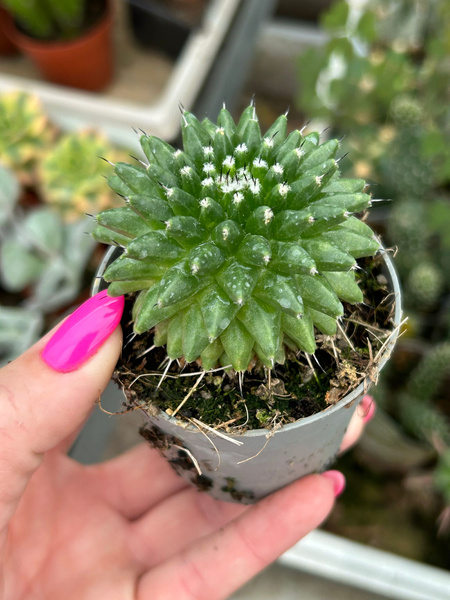 Mammillaria brandegeei