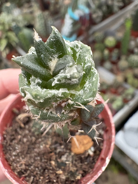 Ariocarpus trigonus 'Monstruosa'