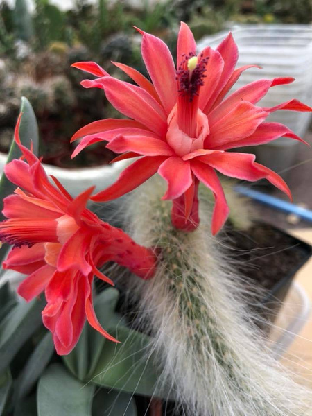 Hildewintera colademonis KOCIE OGONY