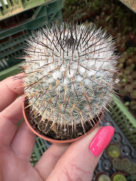 Mammillaria conspicua