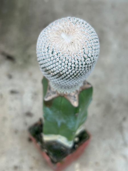 Epithelantha bokei Cuatrocienegas Coahuila, Mex. 29.105MK