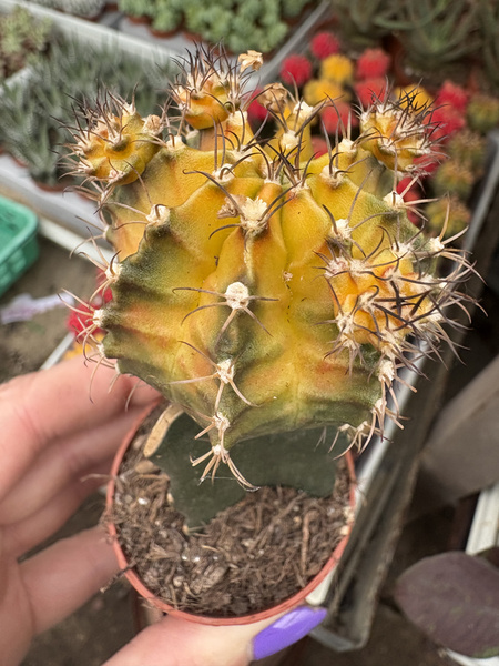 Gymnocalycium mihanovichii 'Hibotan Yellow-Orange'