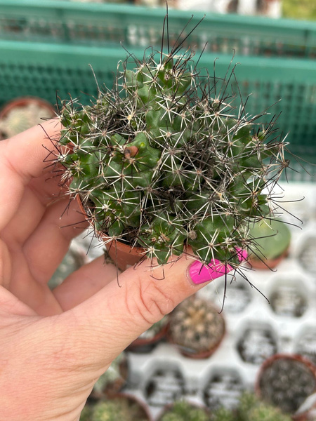 Coryphantha odorata