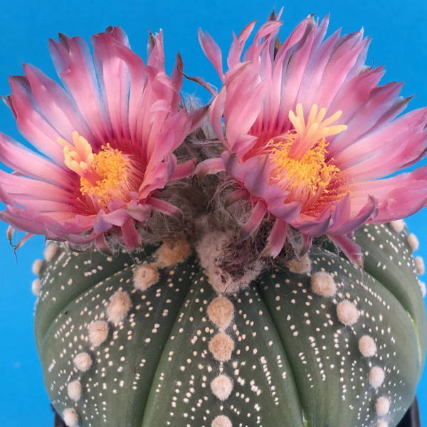 NASIONA Astrophytum asteras MIX extremalnych mutantów x20