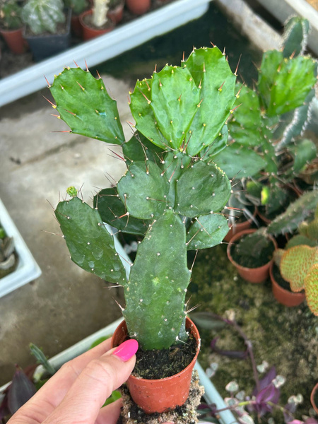 Brasiliopuntia brasiliensis