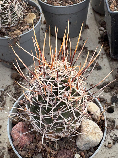 Echinocereus fendleri SB1643