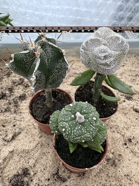 Set of 3 different Astrophytum  MUTANTS