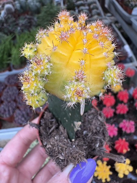 Gymnocalycium mihanovichii 'Hibotan Yellow-Green'