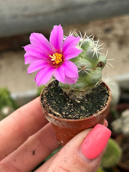 Bartschella schumannii