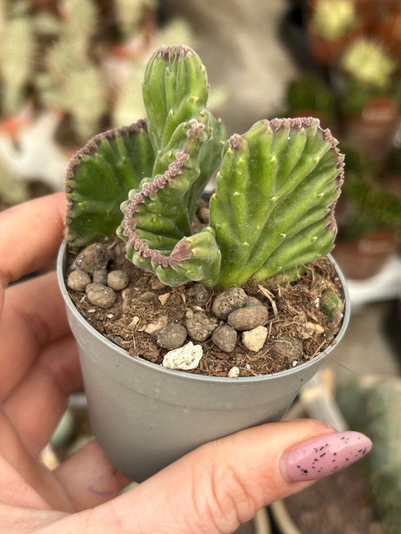 Stapelia leendertziae 'Cristata'