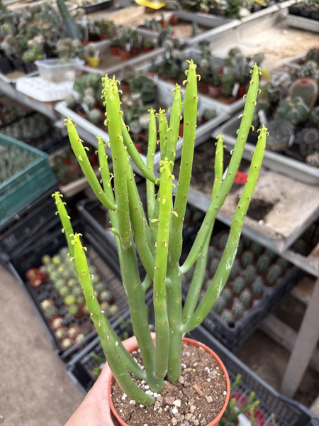 Euphorbia alluaudii