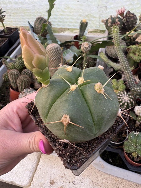 Gymnocalycium horstii
