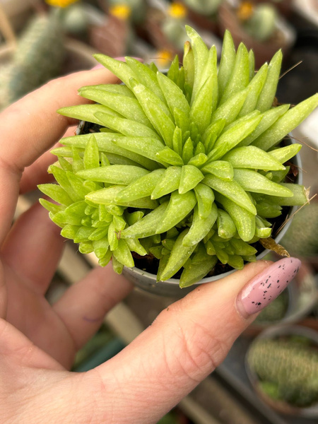 Haworthia "Kikuhigasa"