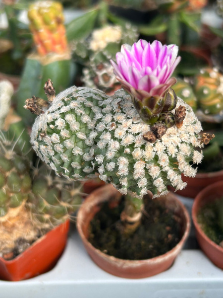 Turbinicarpus valdezianus 'Dichotoma'