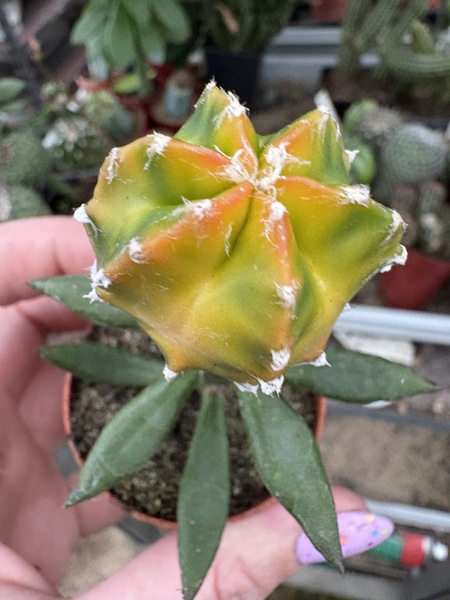 Astrophytum myriostigma 'Nuda Variegata'