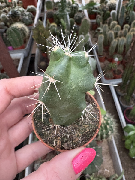 Echinocereus cinerascens