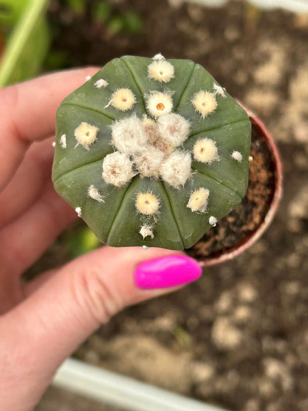 Astrophytum asterias 'Ooibo'