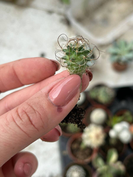 Turbinicarpus graminispinus