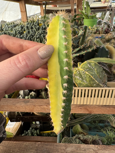 Cereus hildmannianus 'Variegata'