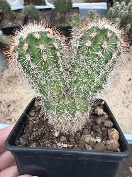 Echinocereus russanthus