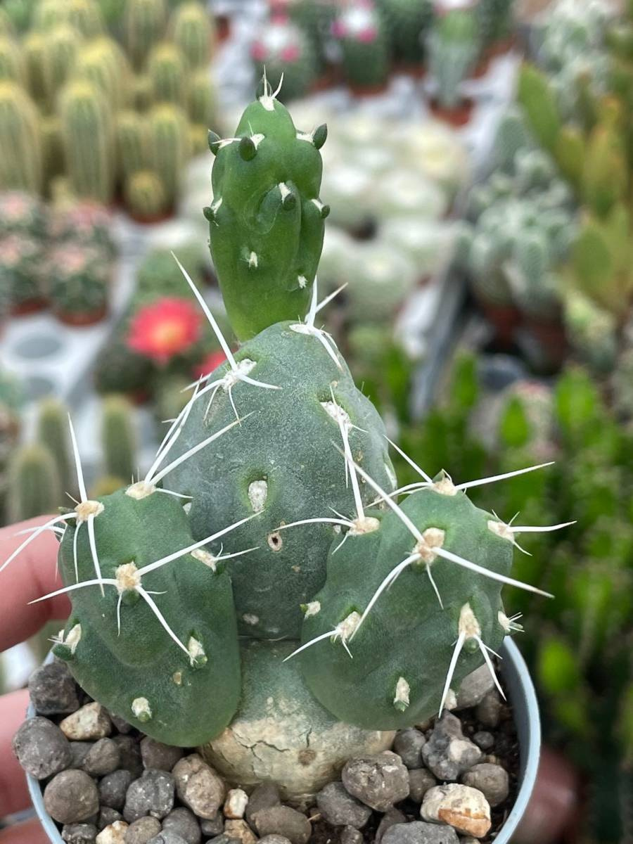 Tephrocactus Neuequensis Cactuses Tephrocactus Kaktusy Sukulenty