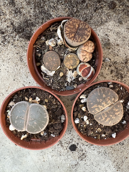 LITHOPS żywe kamienie MIX x3 KAMIENIE SZCZĘŚCIA